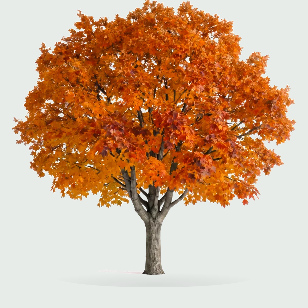 Tree #00625
