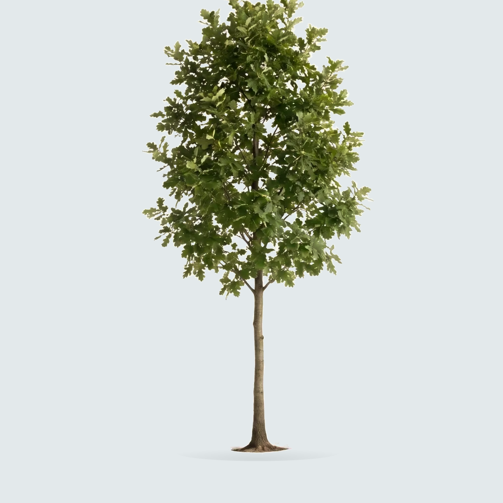 Tree #00067