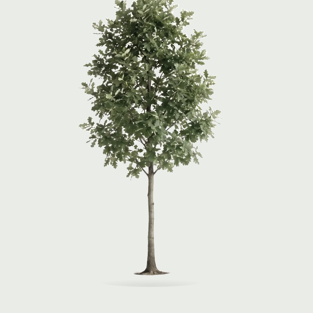 Tree #00070