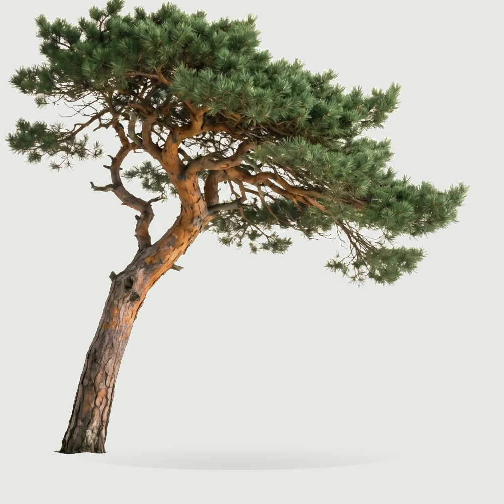 Tree #00008 — Pine
