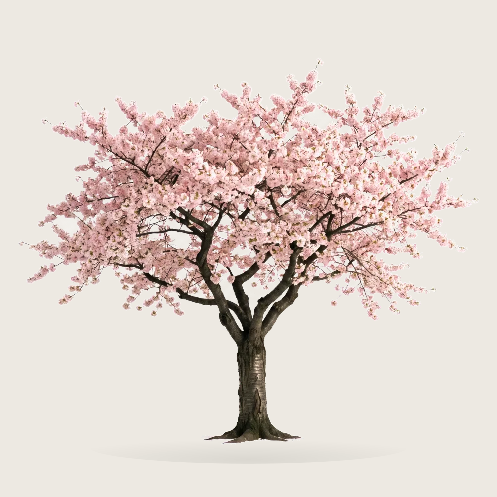 Tree #00071