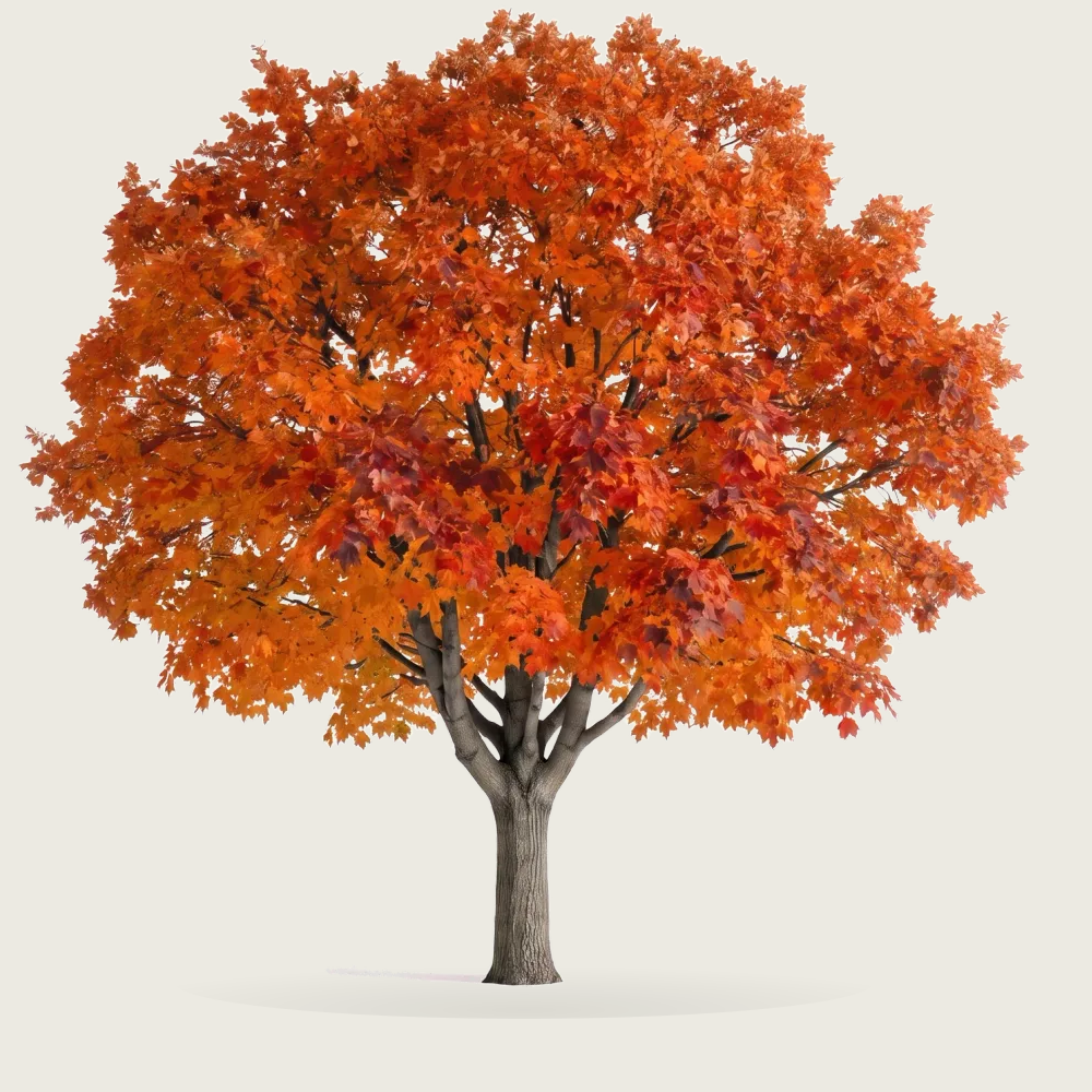 Tree #00734