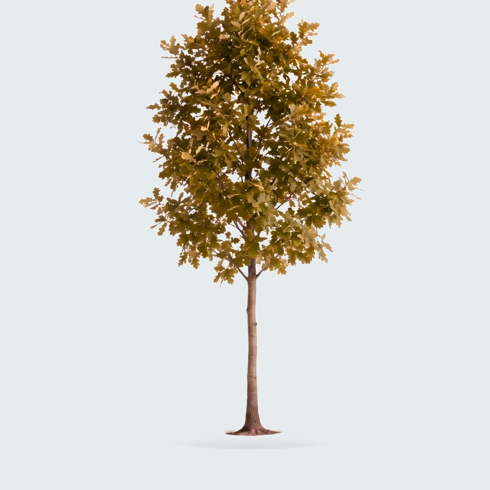 Tree #00735