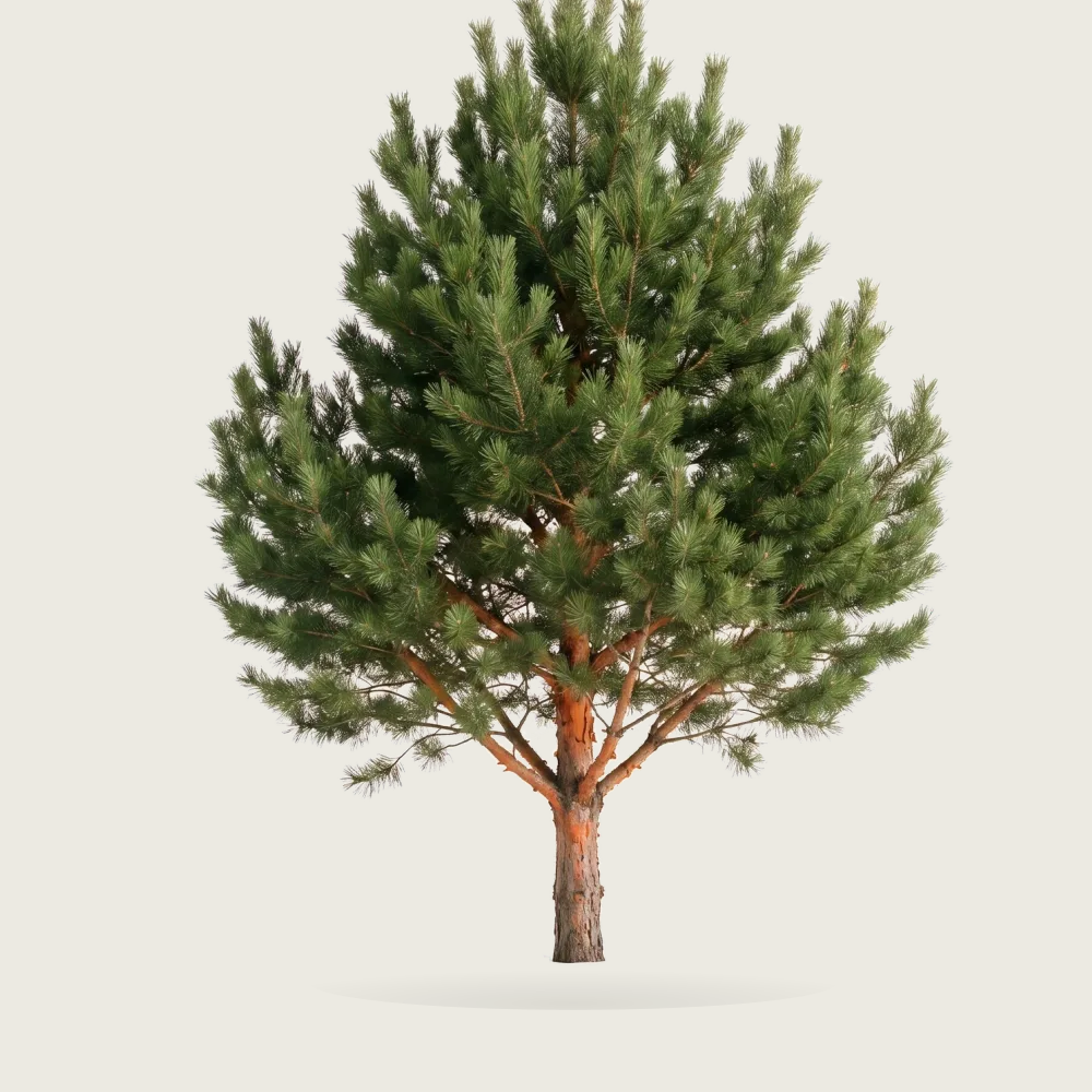Tree #00739
