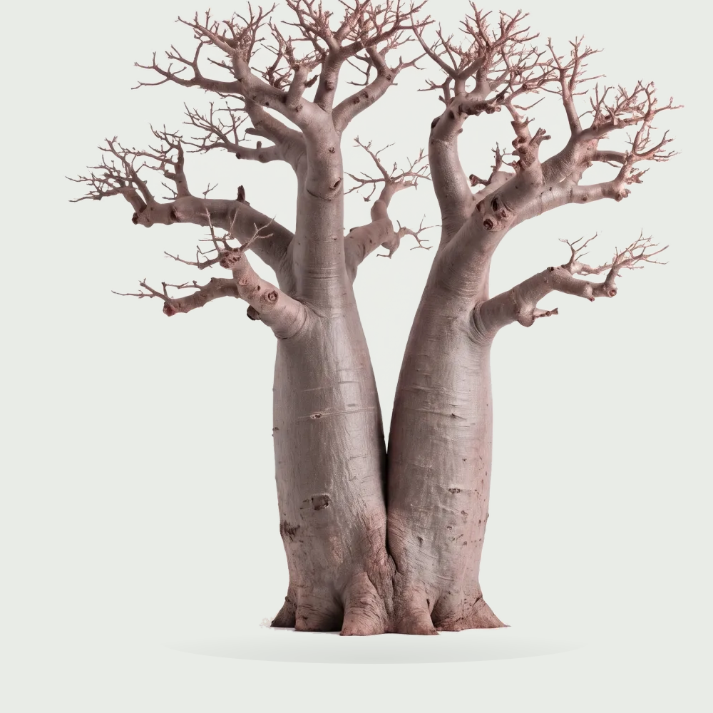 Tree #00743