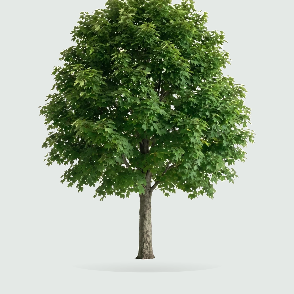 Tree #00744
