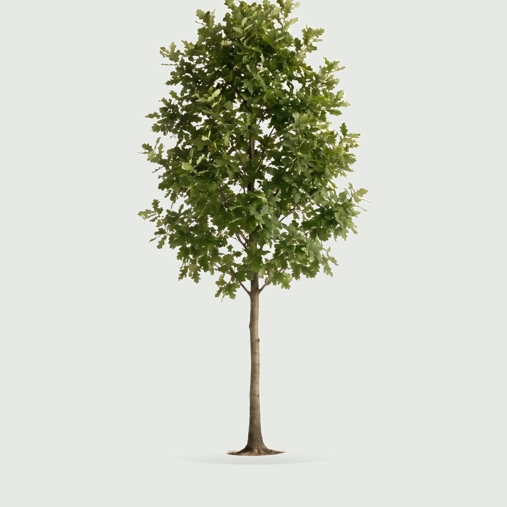 Tree #00745