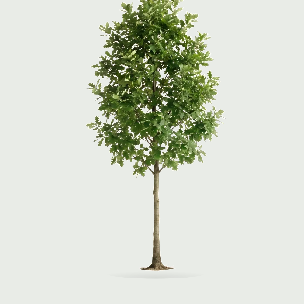 Tree #00752