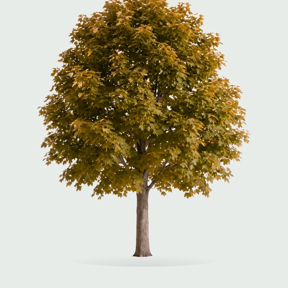 Tree #00755