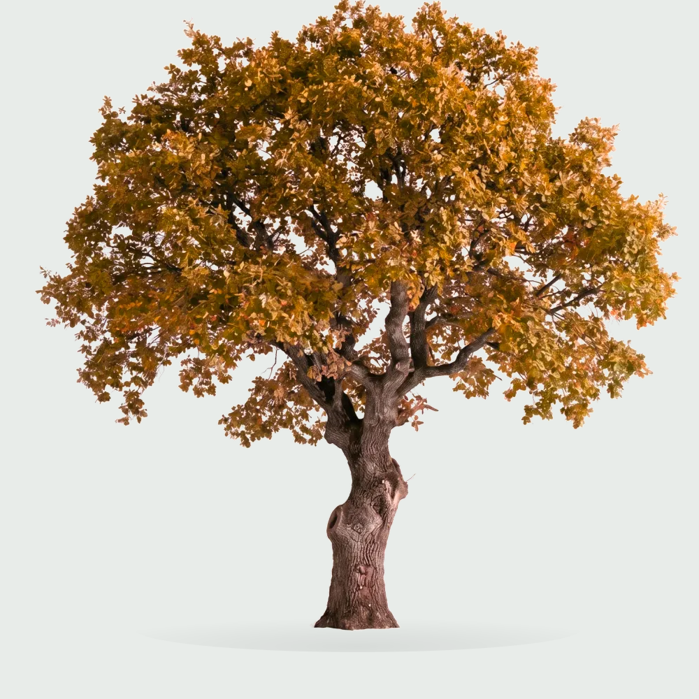 Tree #00757