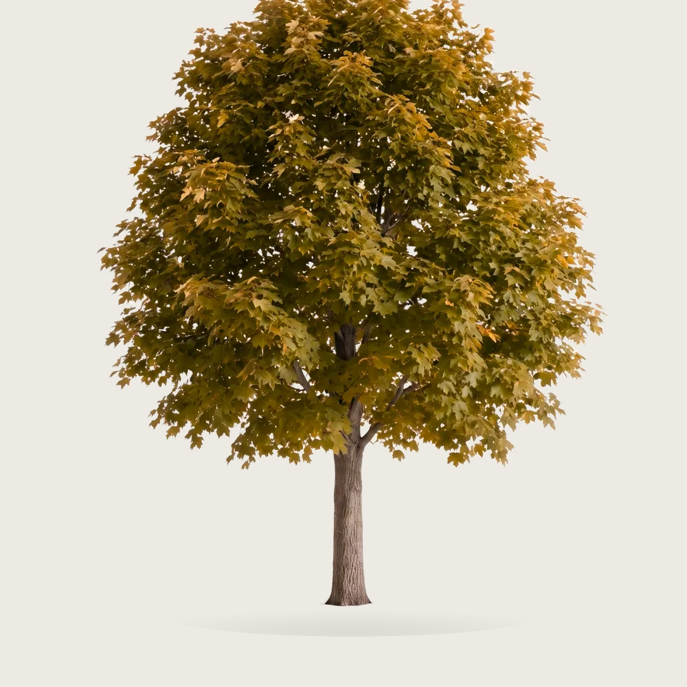 Tree #00760