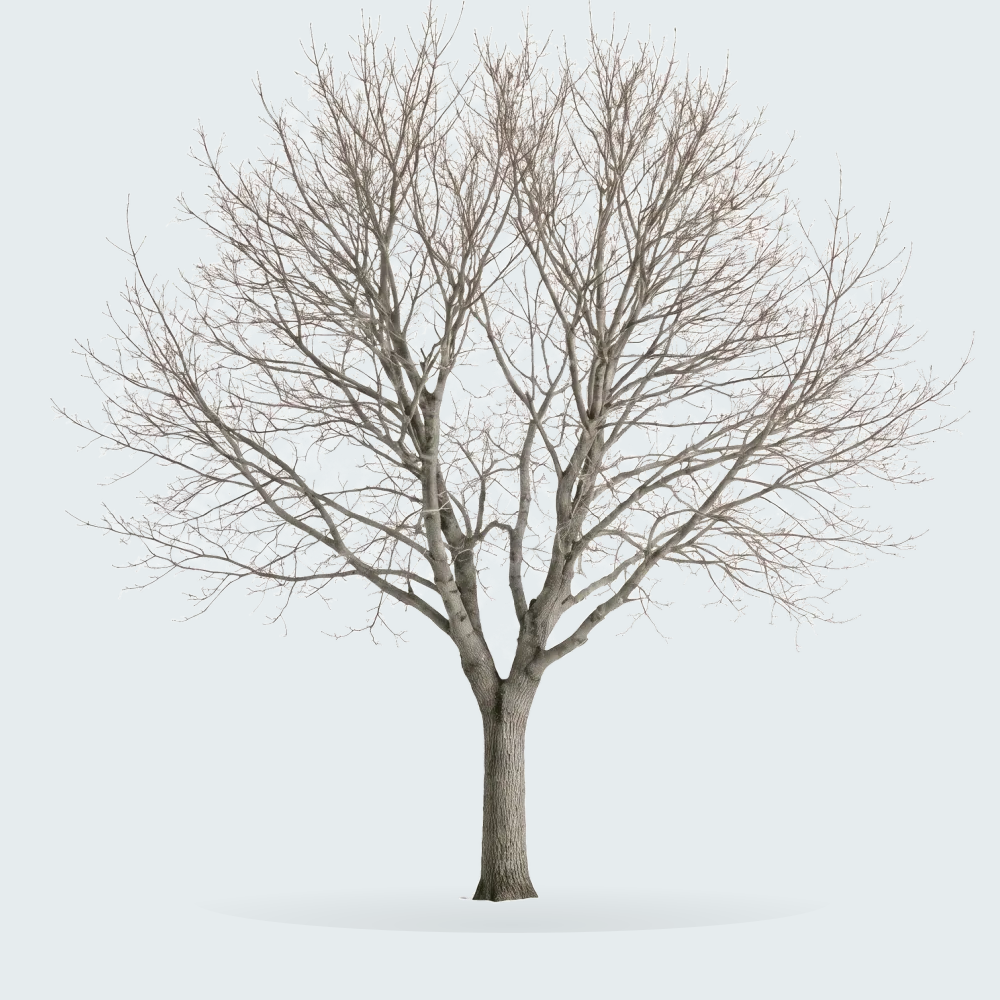 Tree #00763