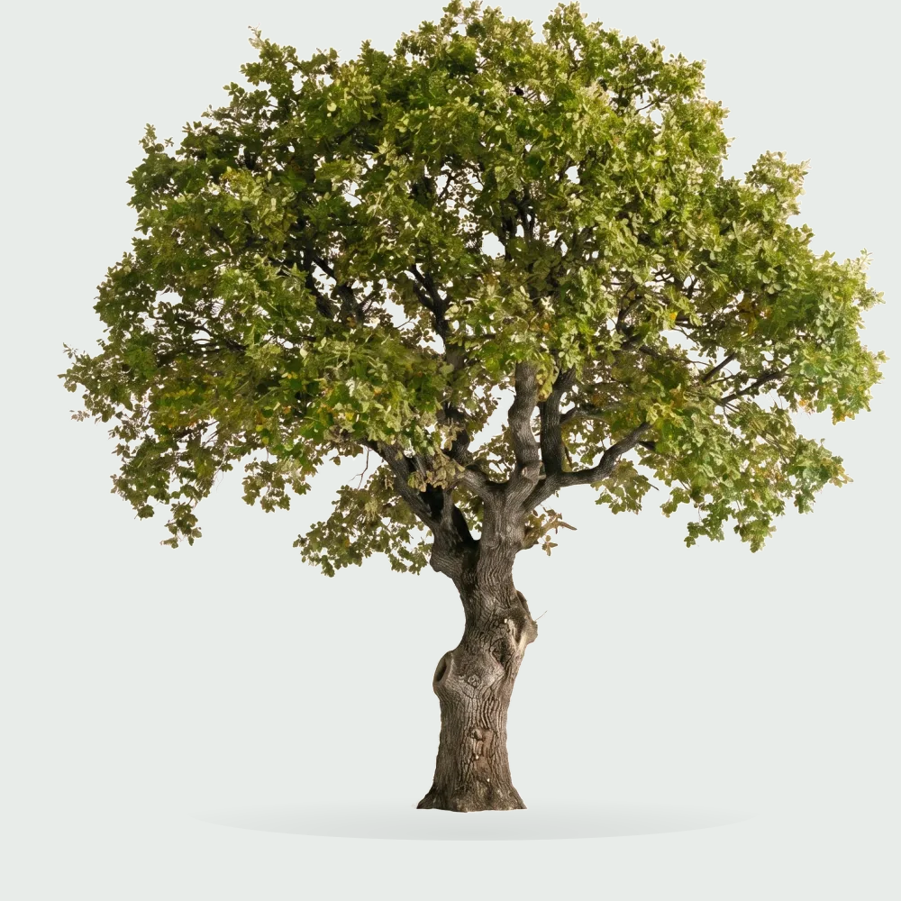 Tree #00768