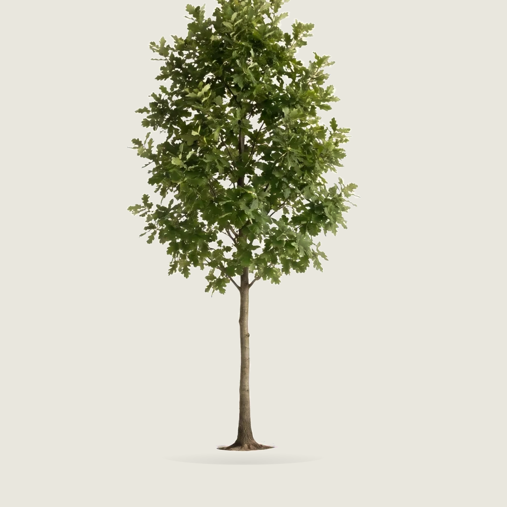 Tree #00770