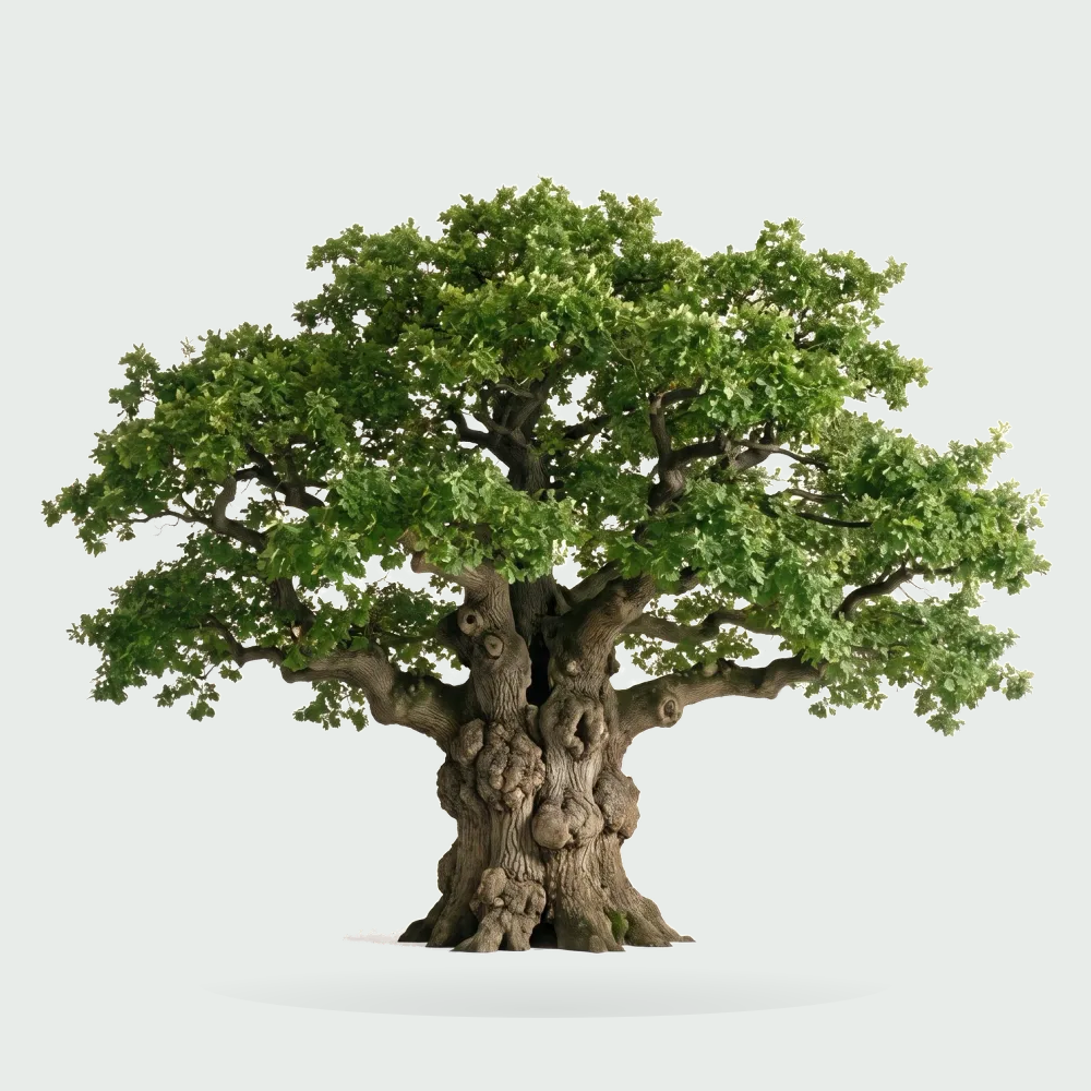 Tree #00773