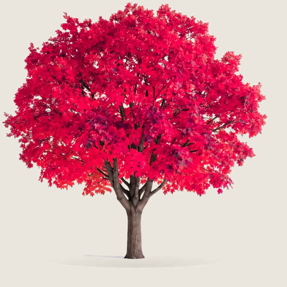 Tree #00777