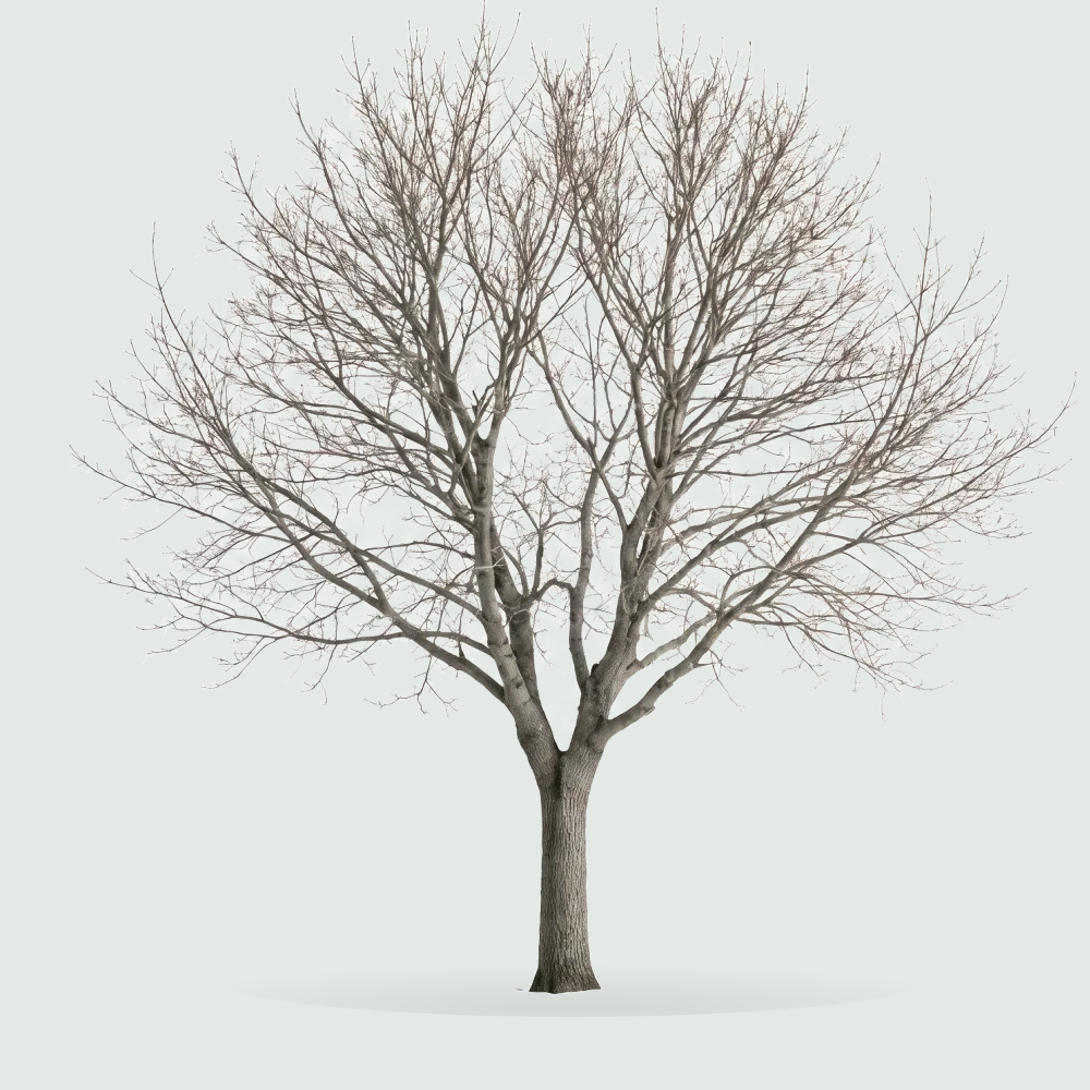 Tree #00779