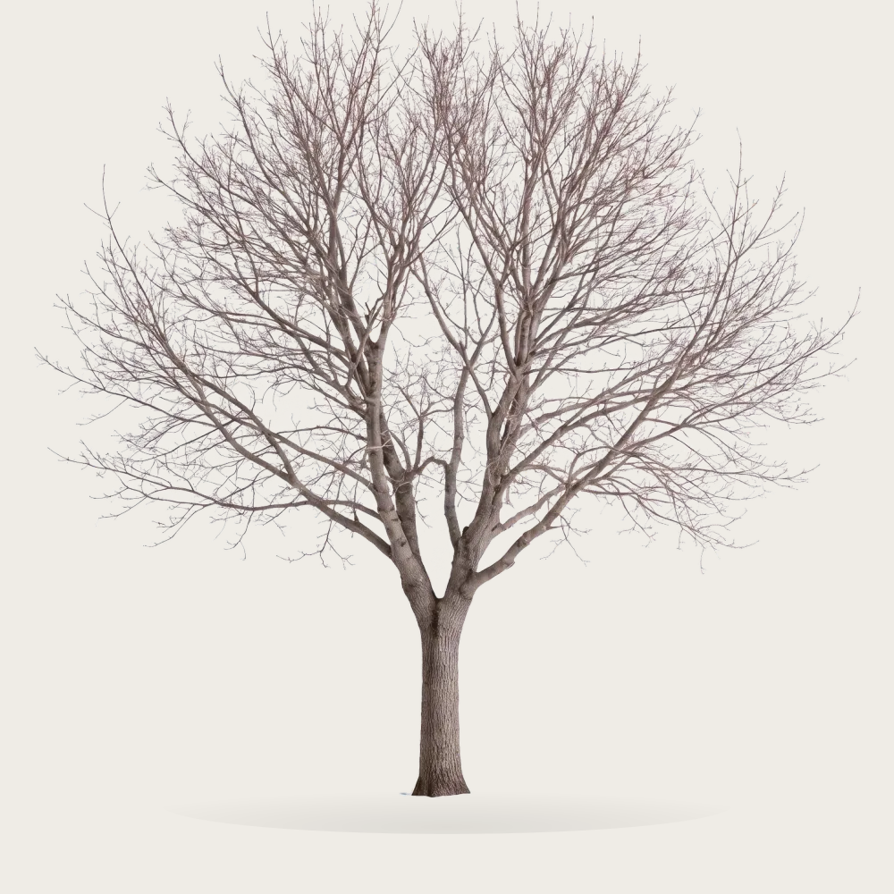 Tree #00787