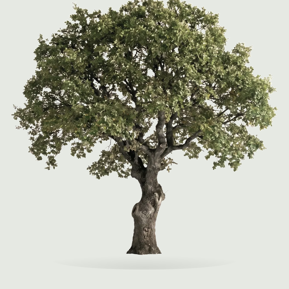 Tree #00788