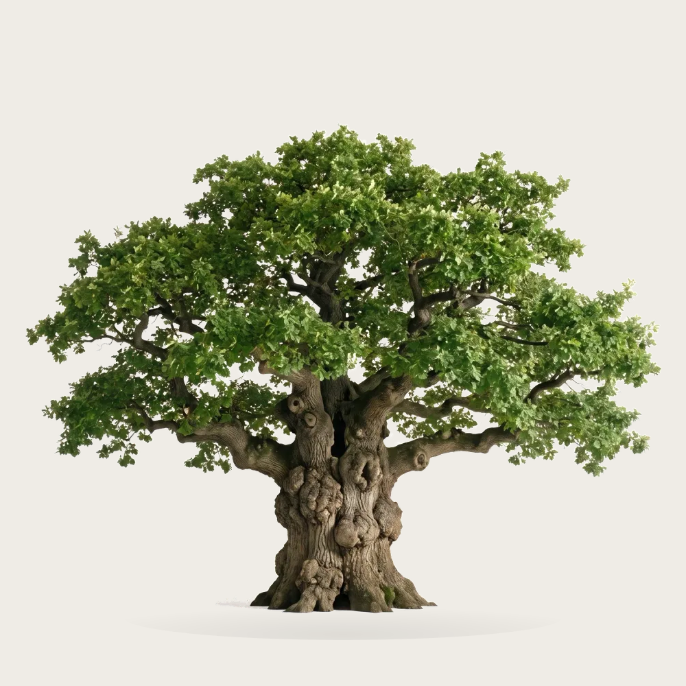 Tree #00790
