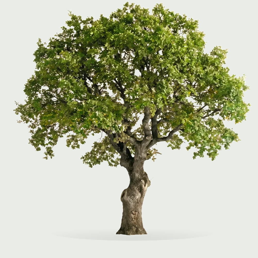 Tree #00791