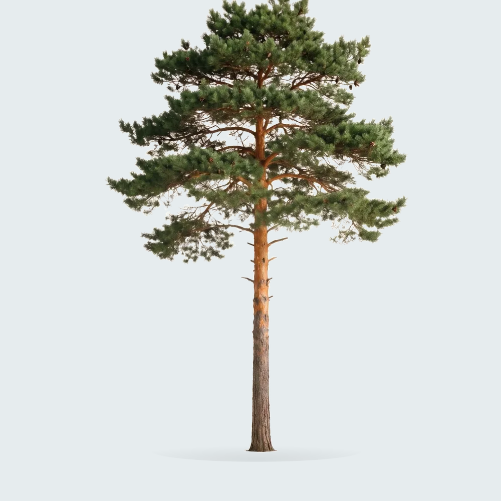 Tree #00792