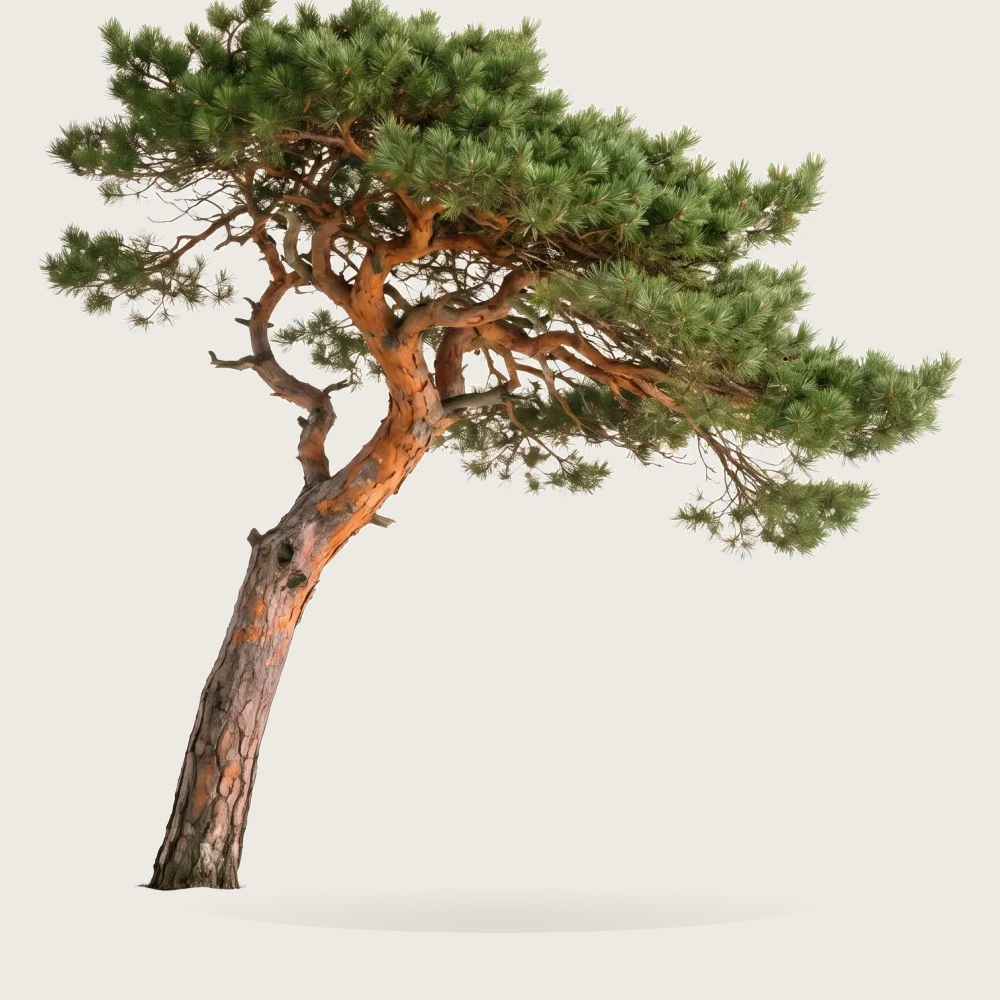 Tree #00794