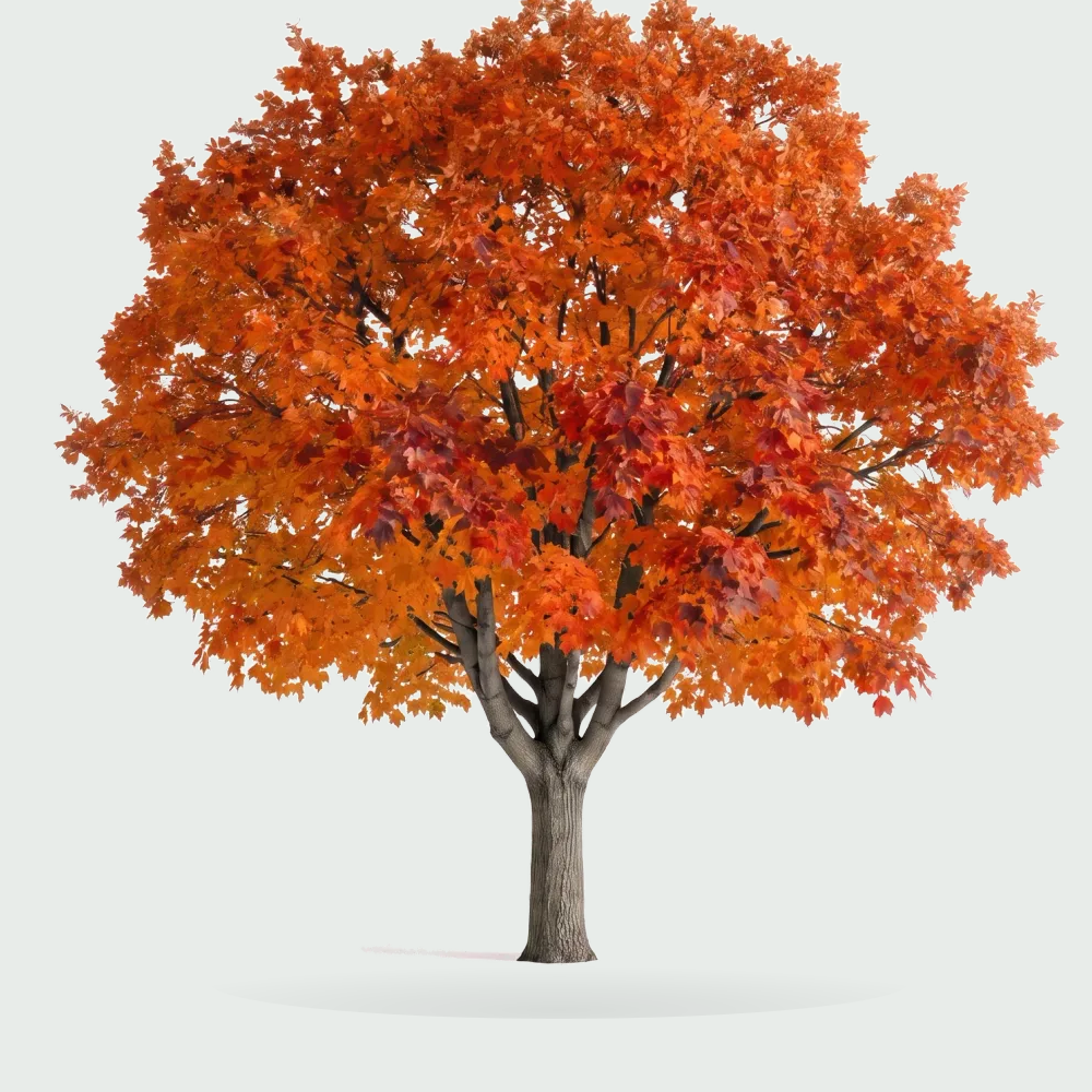Tree #00797