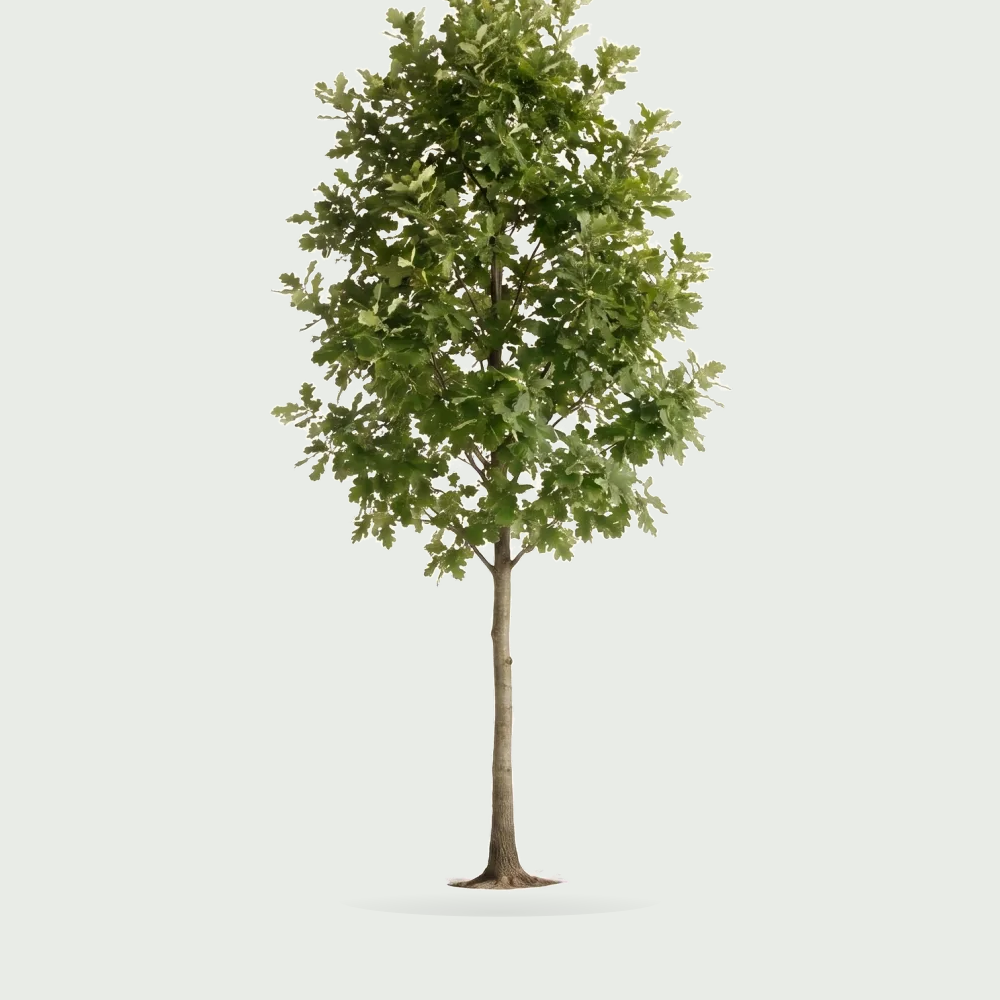 Tree #00798