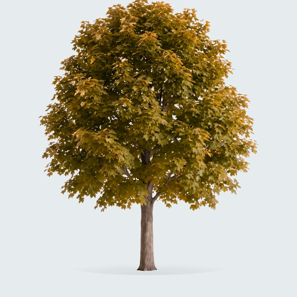 Tree #00799