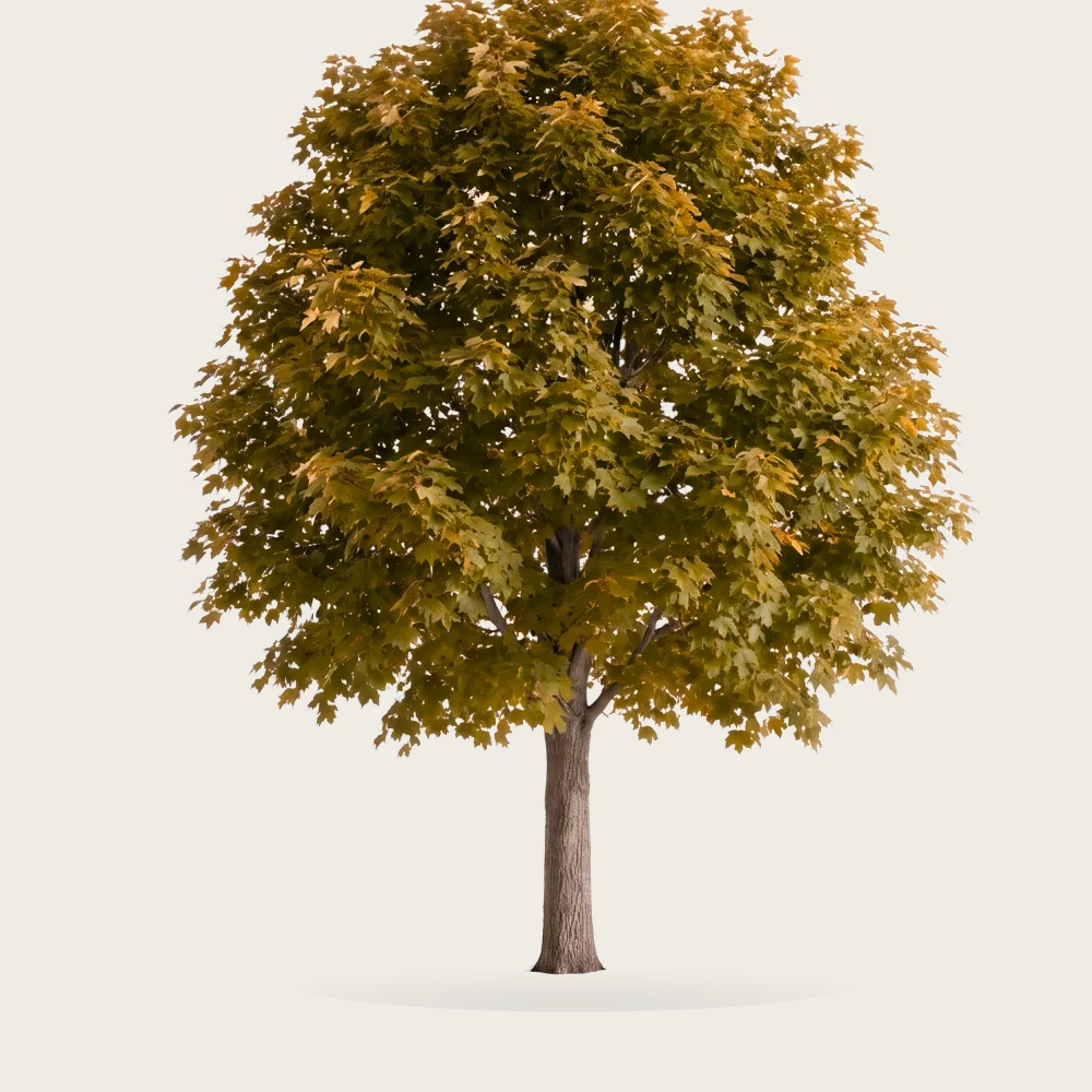 Tree #00800