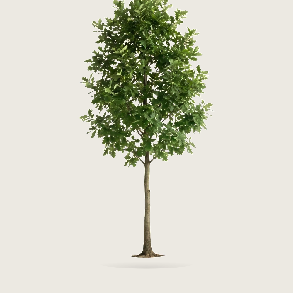 Tree #00009 — Oak