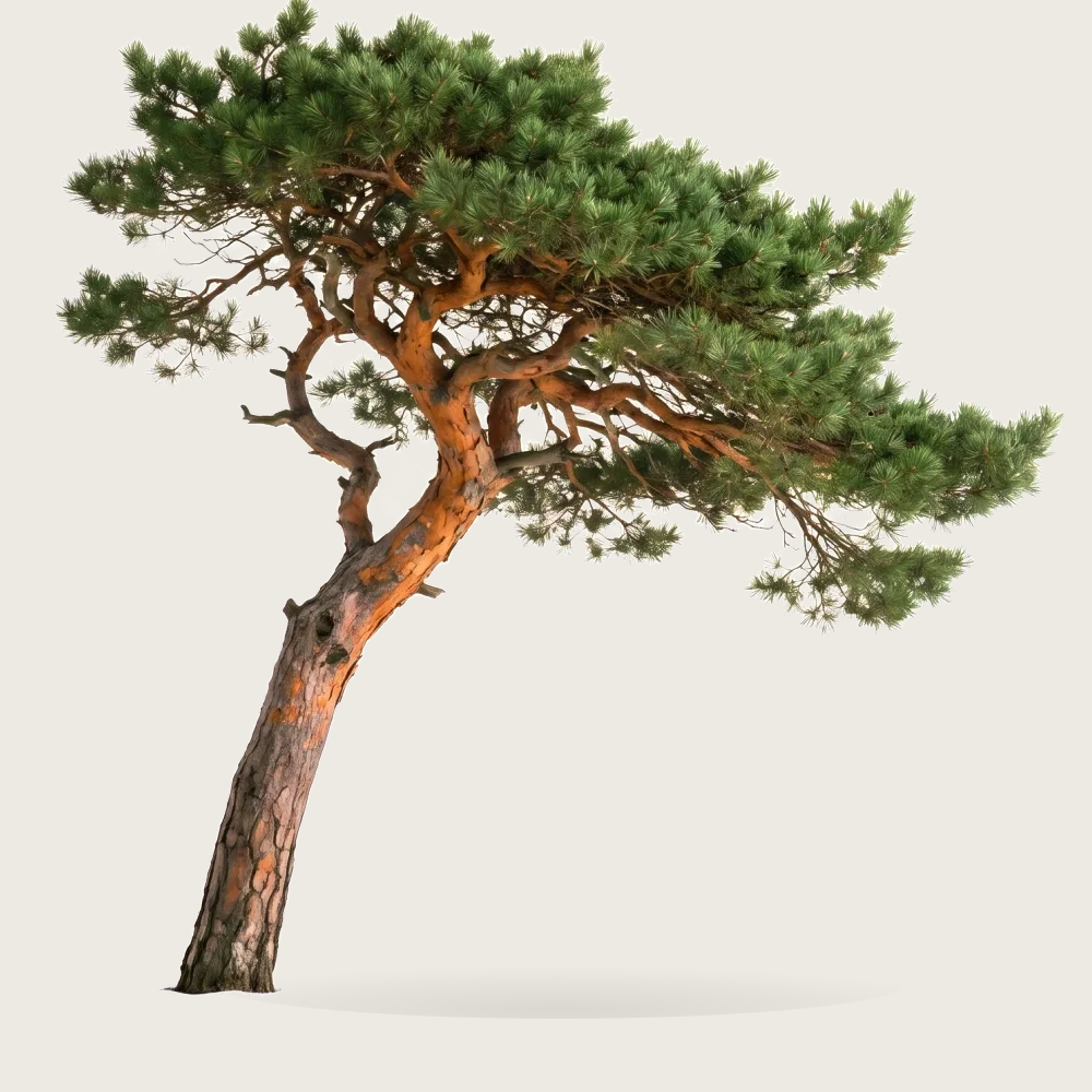 Tree #00803