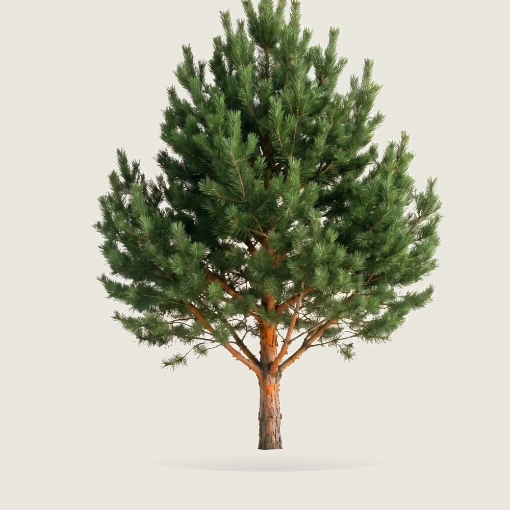 Tree #00804
