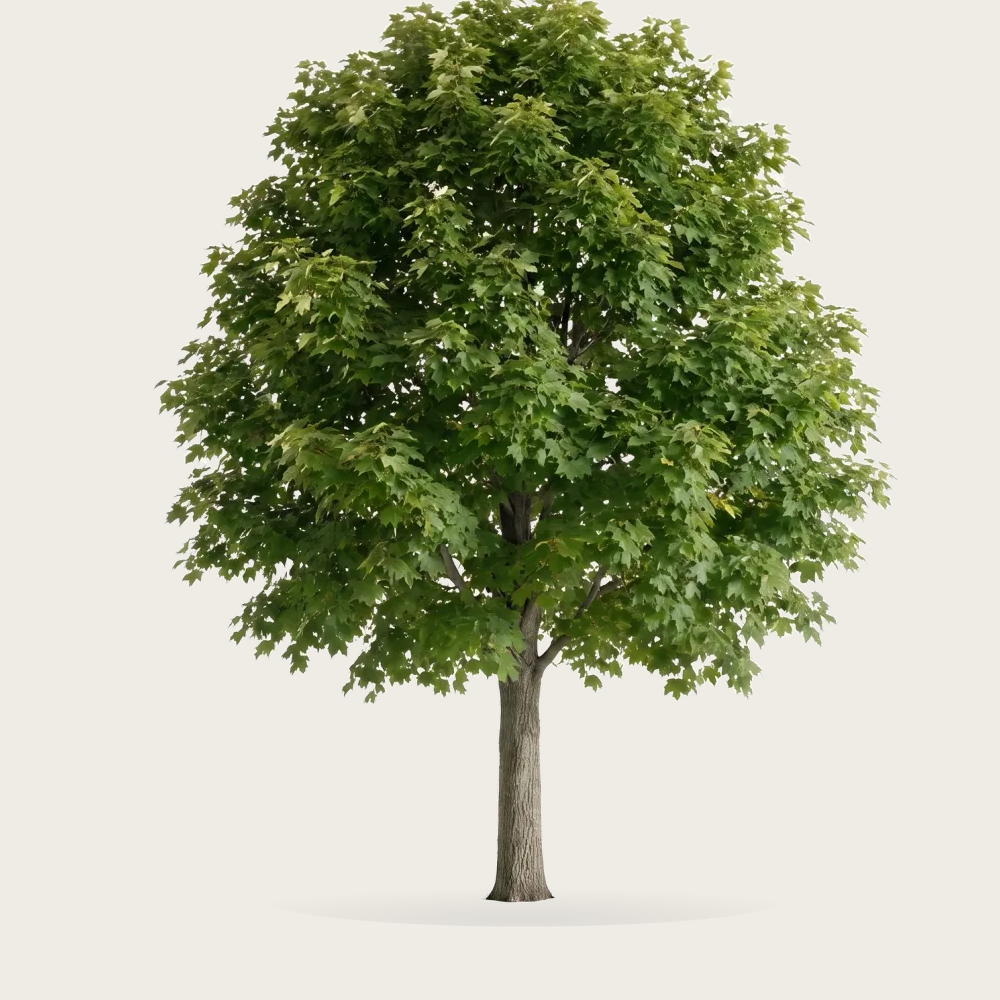 Tree #00805