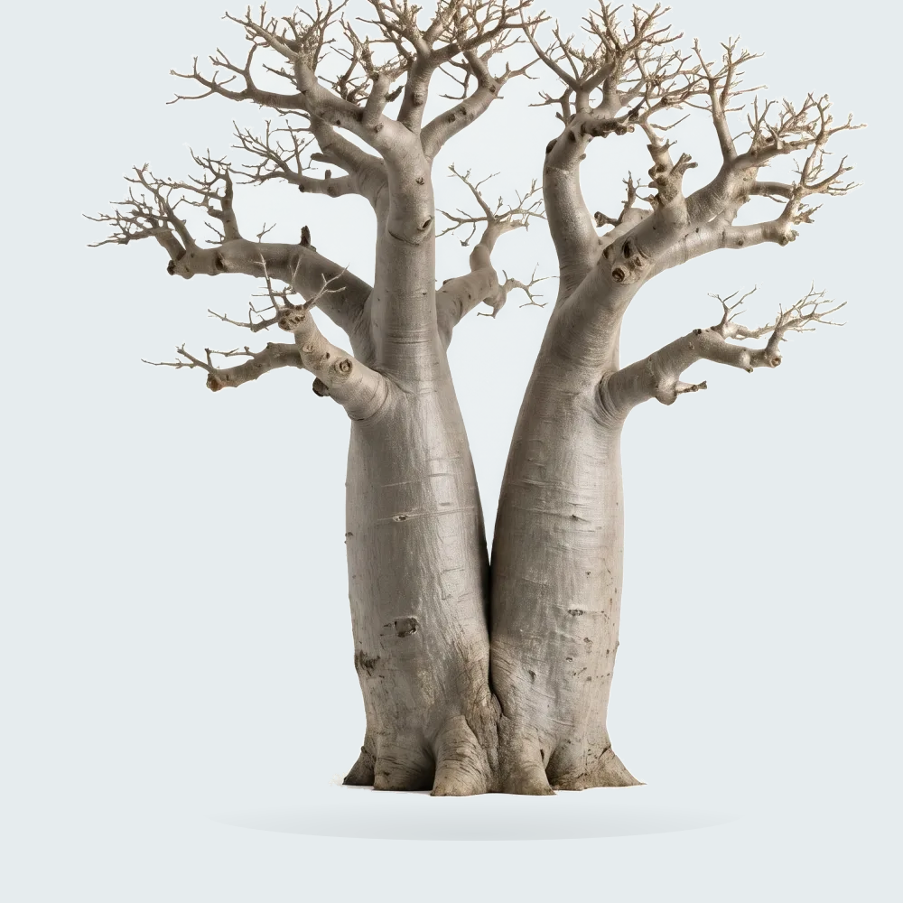 Tree #00807