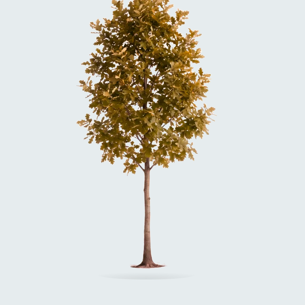Tree #00815