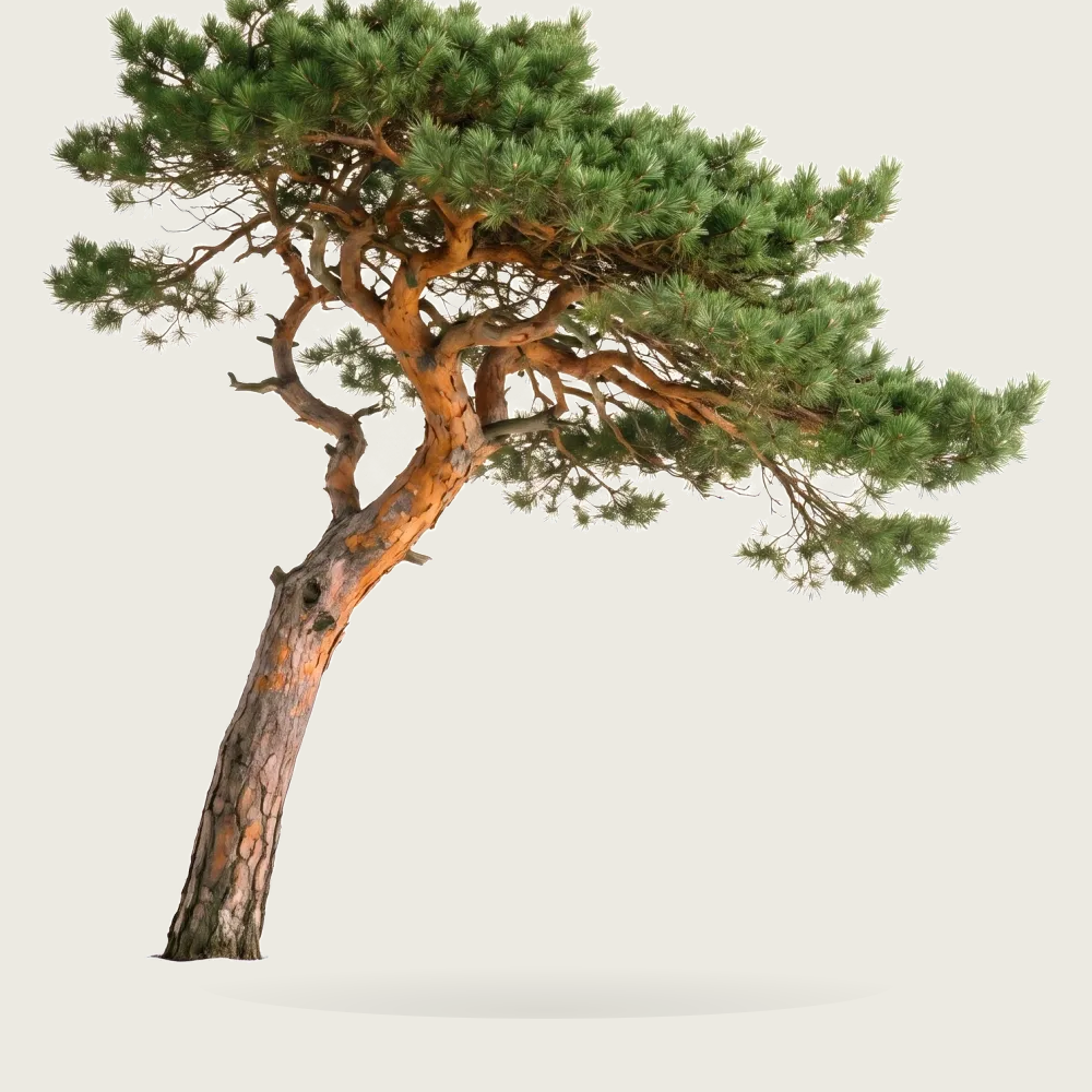 Tree #00818