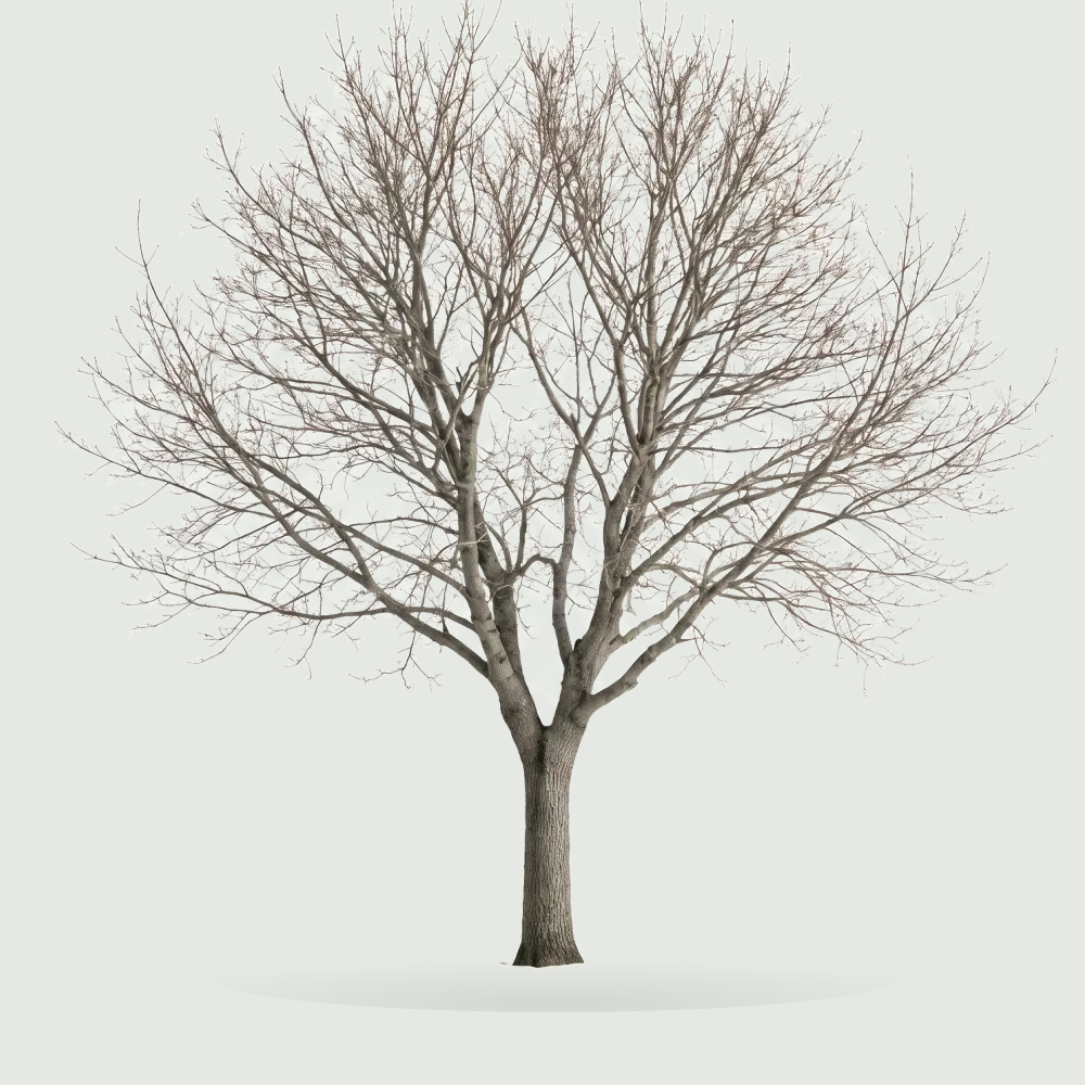 Tree #00821