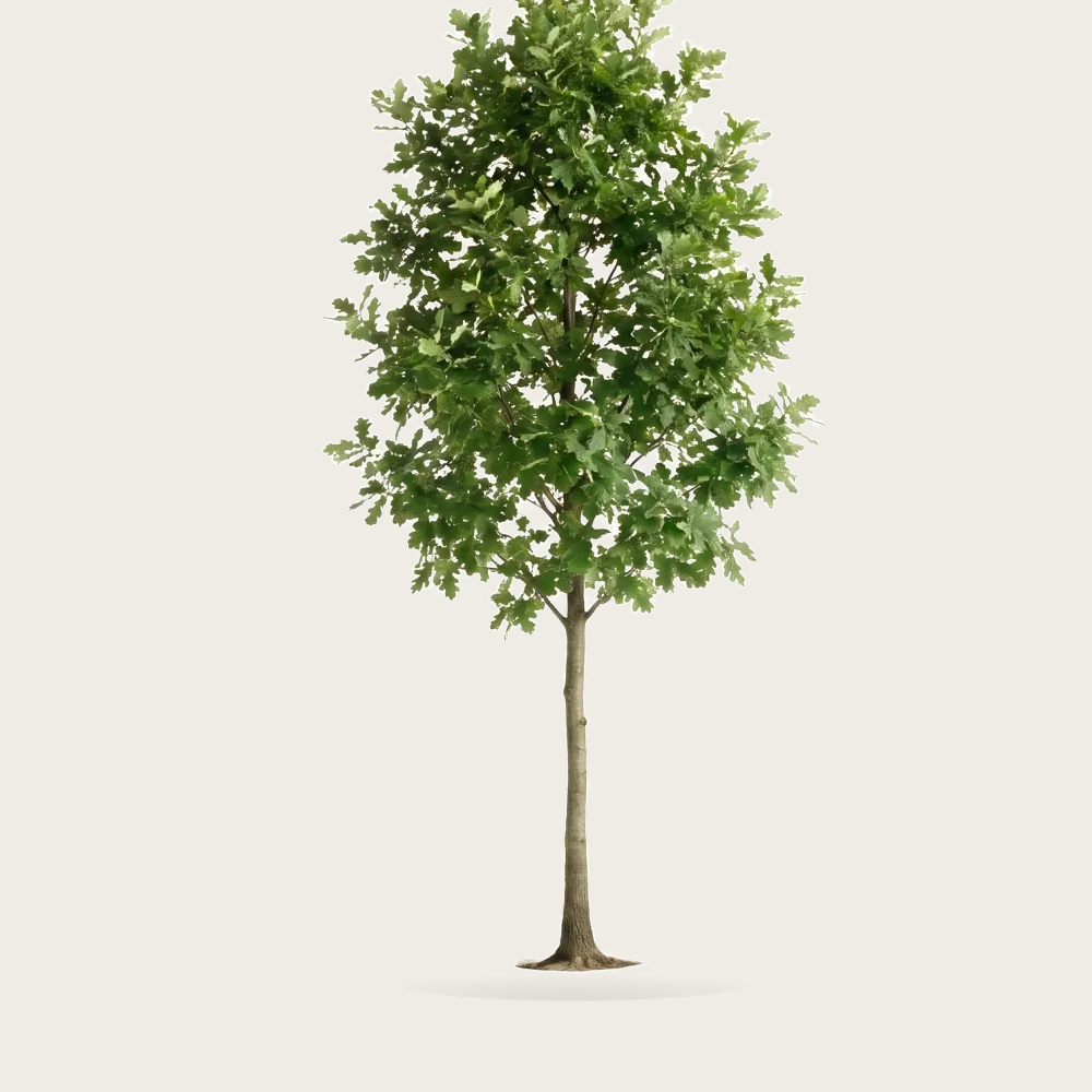Tree #00825
