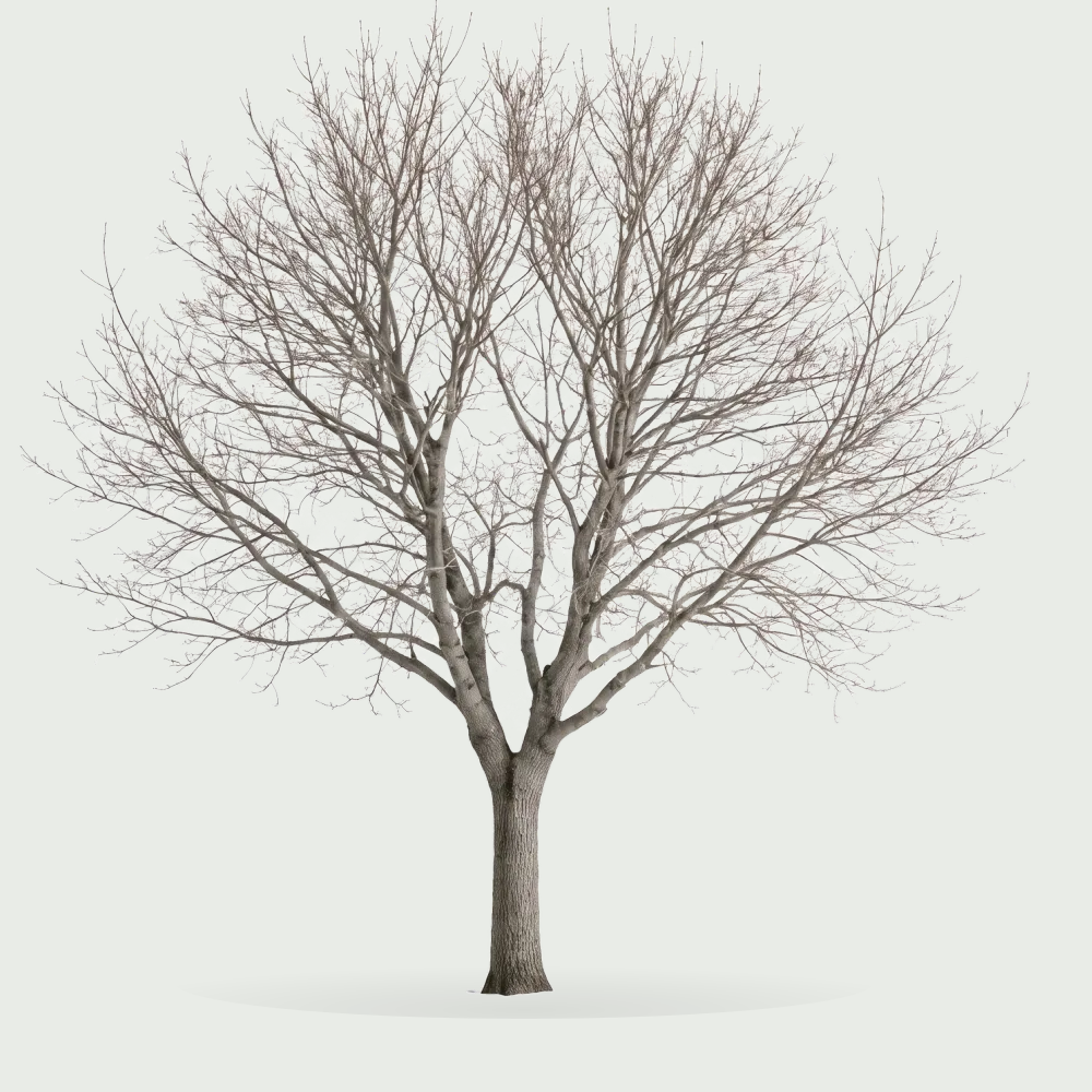 Tree #00826
