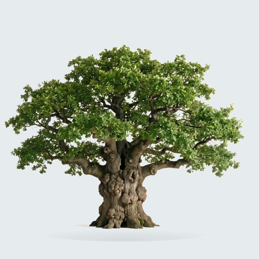 Tree #00827