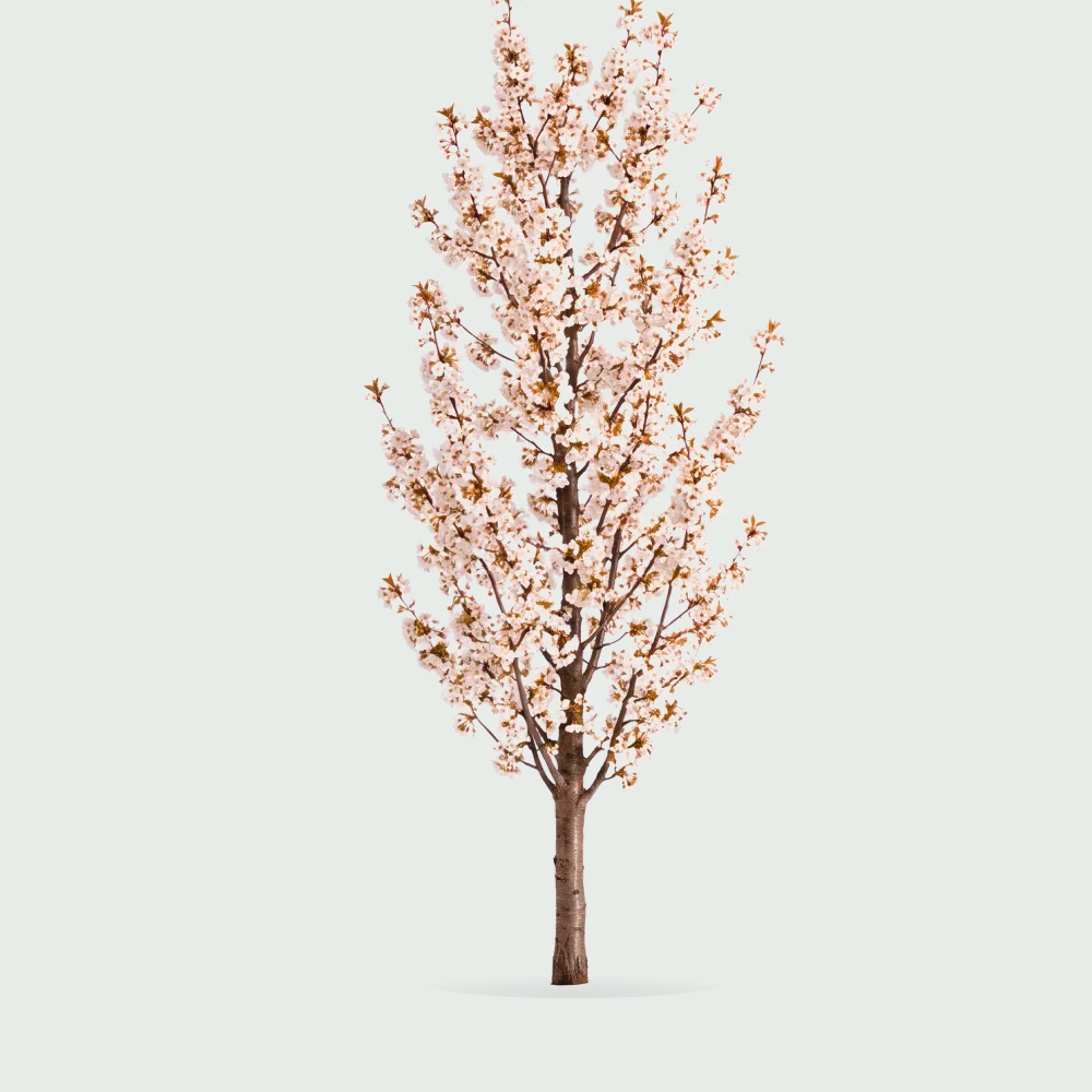 Tree #00828
