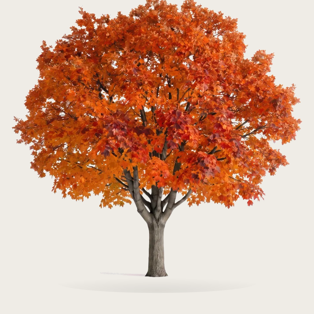 Tree #00835