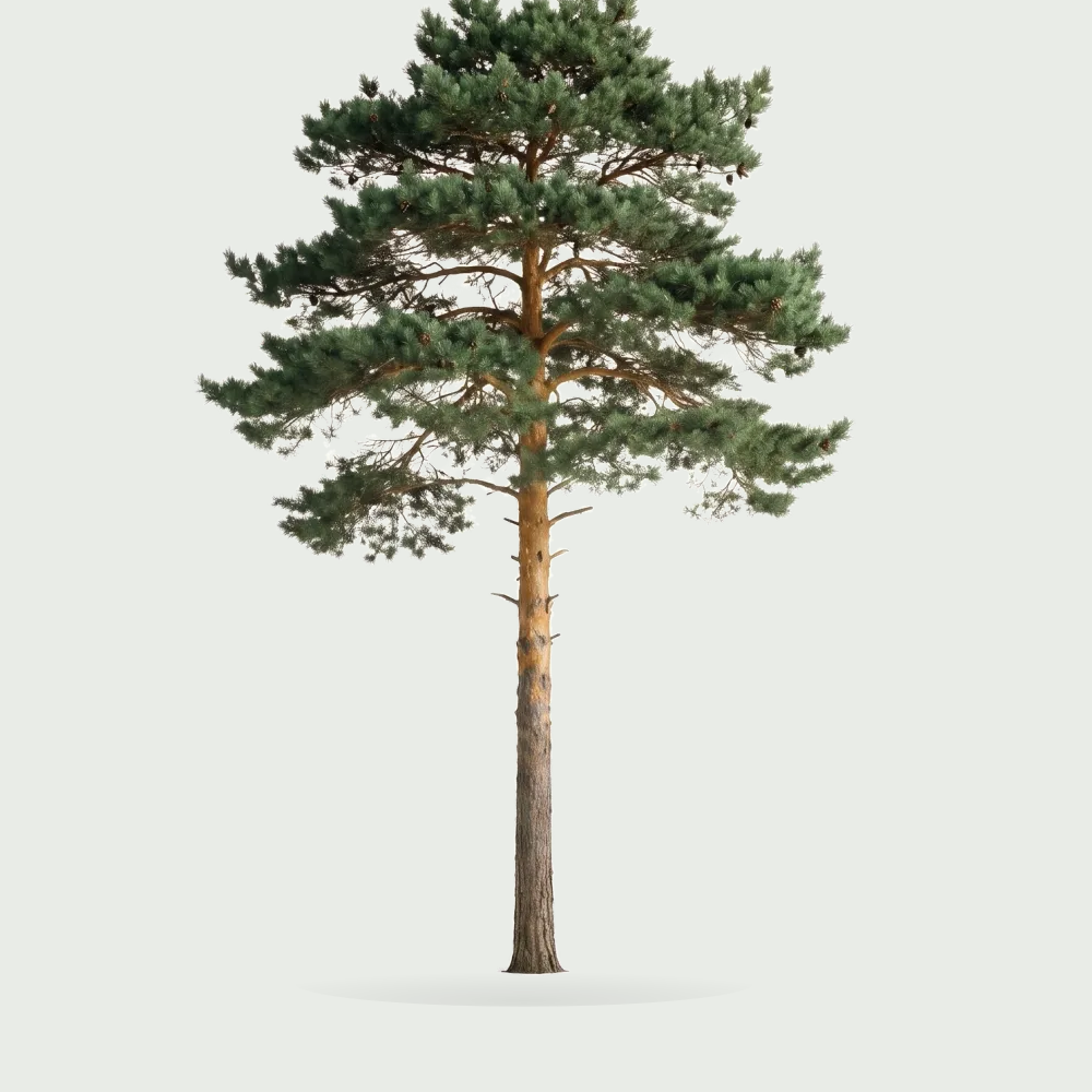 Tree #00836