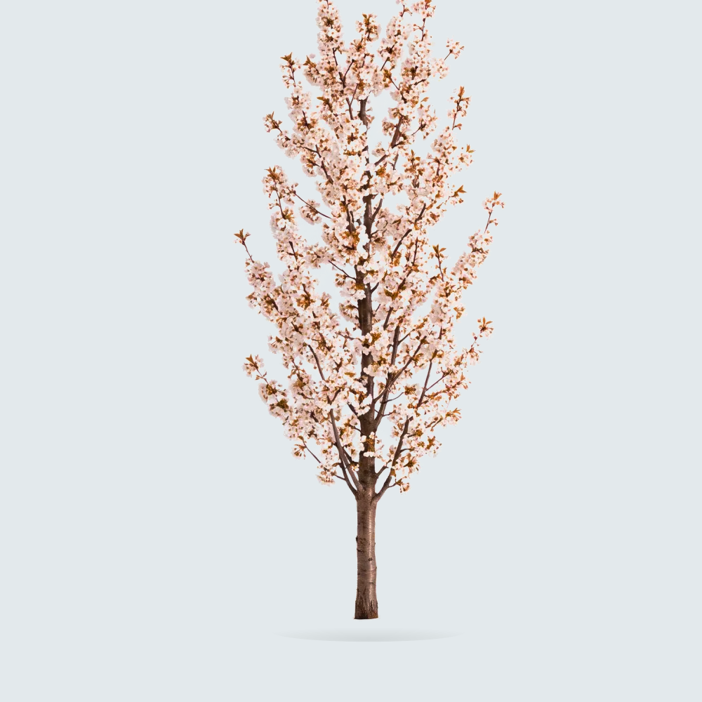 Tree #00837