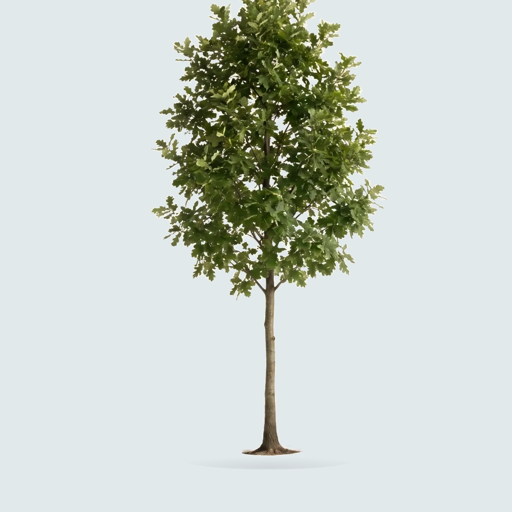 Tree #00838