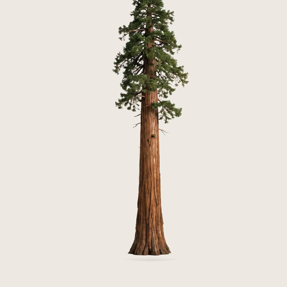 Tree #00085