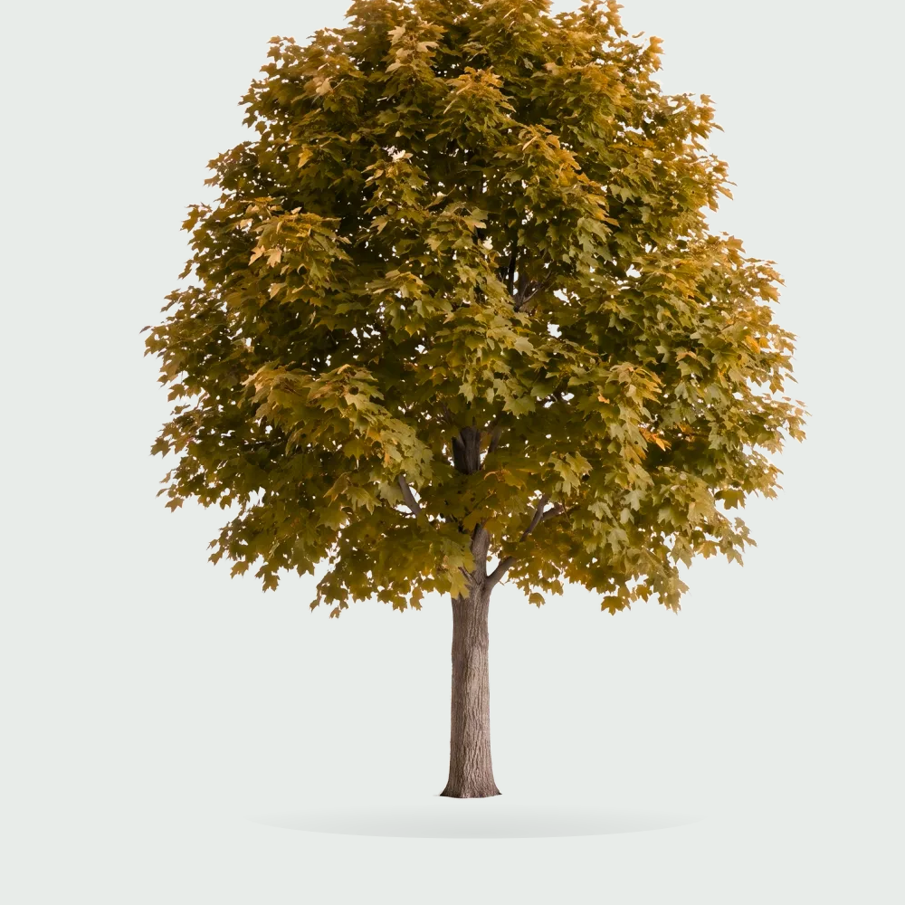 Tree #00841
