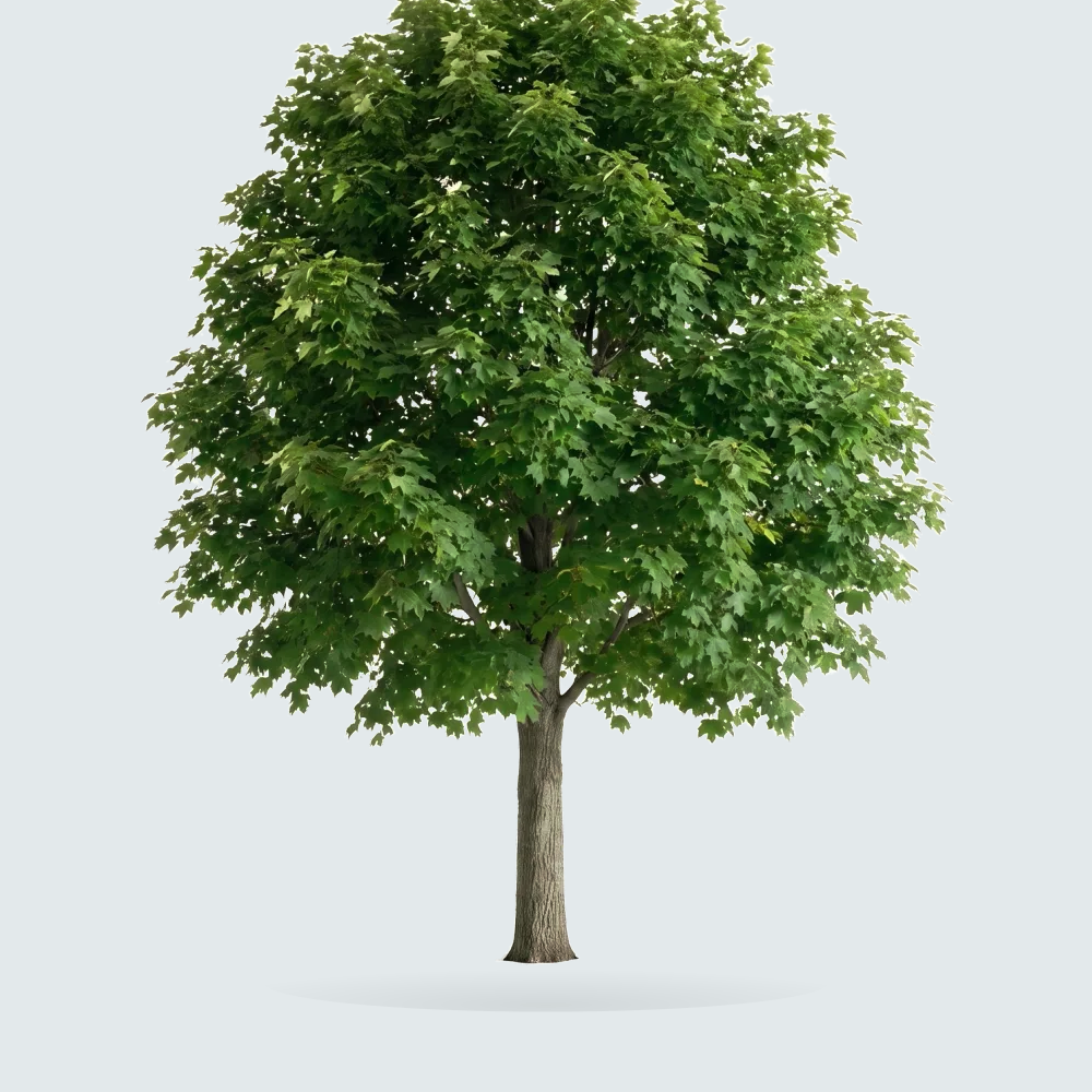 Tree #00848